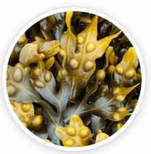 Bladderwrack-Powder