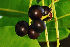 Gorilla Cherry (Prunus Africana)