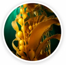 Kelp-Powder