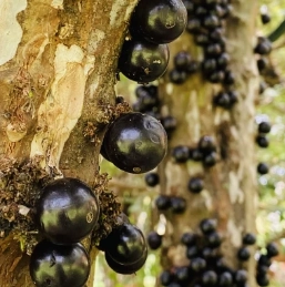 Myrciaria-Jaboticaba