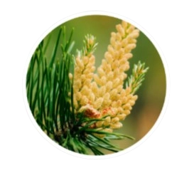 Pine-Pollen-Extract