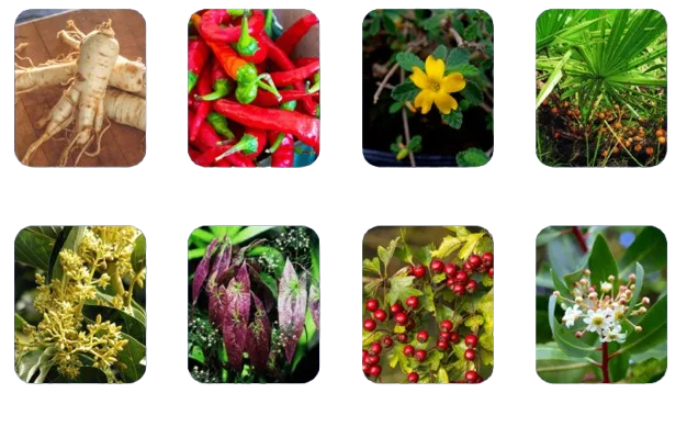 Protoflow Ingrediants