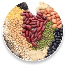 Resveratrol (Polygonum cuspidatum)