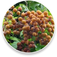Saponins (Steroidal Saponins)