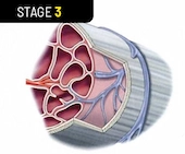 Stage 3 Locking In Lasting Growth